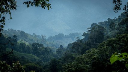 Obraz na płótnie Canvas Vue sur la jungle colombienne