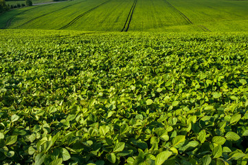 close-up of fresh green Soybean field hills, waves with beautiful sky