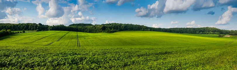 Foto op Plexiglas verse groene sojaboonveldheuvels, golven met prachtige lucht © pavlobaliukh