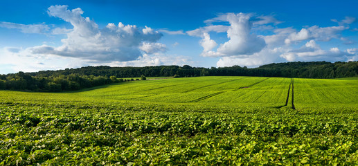 Obraz na płótnie Canvas fresh green Soybean field hills, waves with beautiful sky