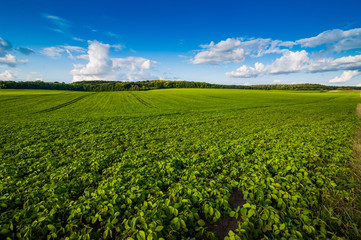 Fototapeta na wymiar fresh green Soybean field hills, waves with beautiful sky