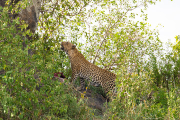 Safari Tanzania