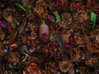 fallen petals