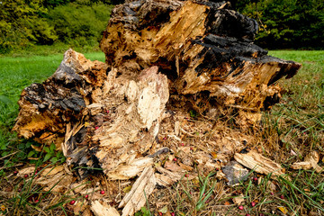 verrottender Baum