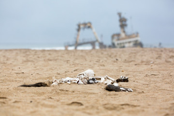 Skeleton of a sea lion in the sand in front of a ship wreck, Skeleton Coast, Namibia, Africa