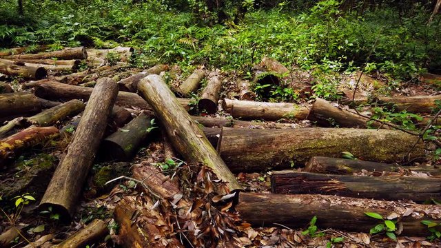 Truncated trees in the virgin forest.