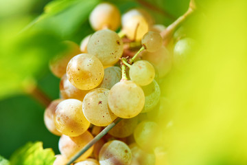 Sun setting on White grapes - close up of a bunch of grapes, background.  Vineyards at sunset in autumn harvest. Ripe grapes in fall.