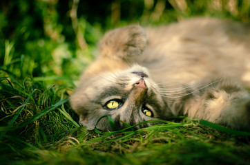 Happy Cat on grass