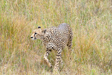 Safari Tanzania