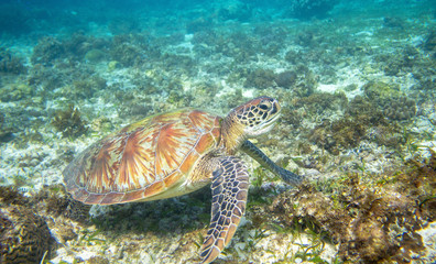 Fototapeta na wymiar Sea turtle feeding on sea bottom. Green turtle underwater photo. Wild marine tortoise in natural environment.