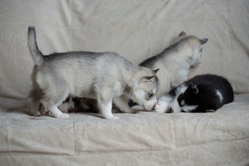 Husky puppies, two months old