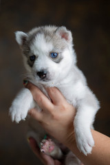 Husky puppy in the hand