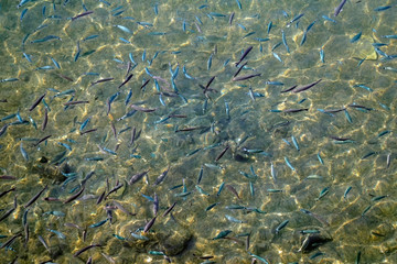 The texture of wildlife. A flock of fish in the morning sun. Glare and waves on the surface of the water. Azure color. Transparent medium