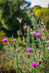 Obraz premium field of purple flowers