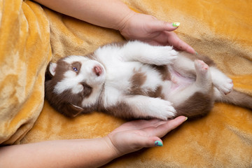 Husky puppies, two months old