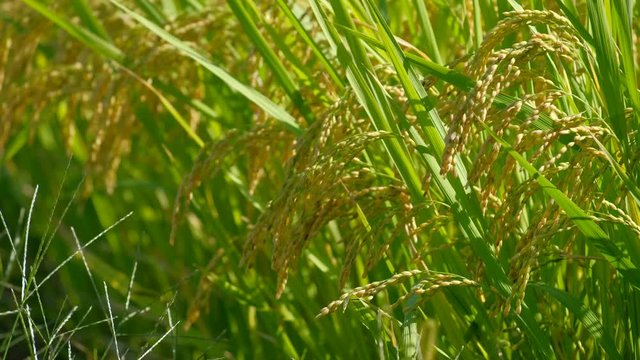 【動画素材】 風に揺れる稲穂　米　田んぼ　農業