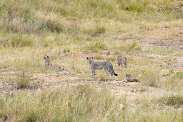 Safari Tanzania
