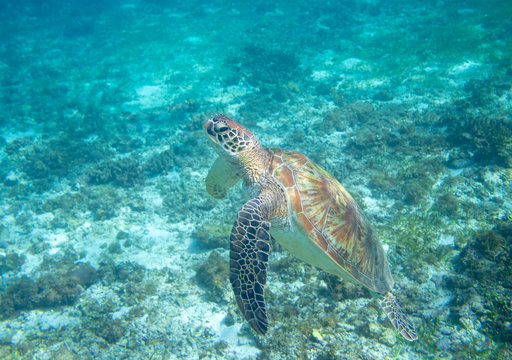 Sea turtle in turquoise blue water. Green turtle underwater photo. Wild marine tortoise in natural environment.