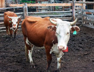 Two beautiful red-haired with white cows are standing in the mud in a corral on a farm