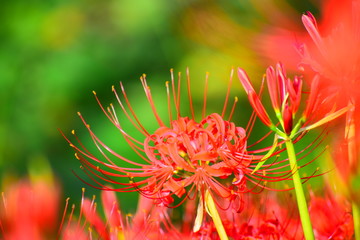 鮮やかな彼岸花