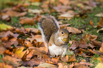 Naklejka na ściany i meble Squirrel searching food in autumn park. London, UK