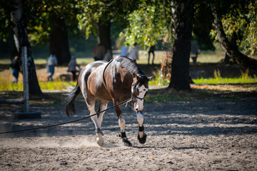 Horse training and run nature outdoor sunny day