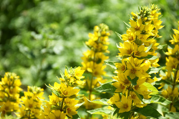 Long blooming beautiful bush yellow Lysimachus outdoors. Yellow perennials flowers on border of our lawn. Yellow flowers Lysimachia, summer theme background with copy space.