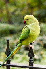 Green parrot in London park. UK