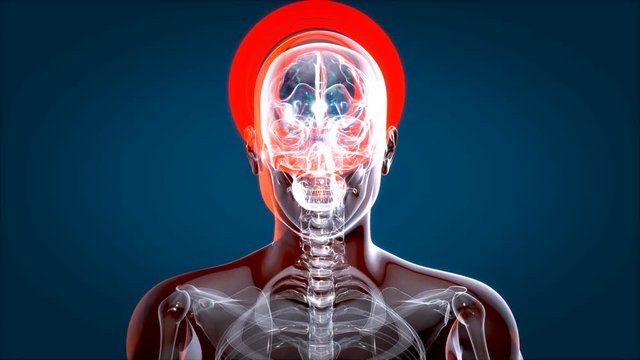 Human and brain xray, human anatomy, 3D Animated