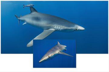 Fototapeta premium Blue shark-Requin bleu (prionace glauca)