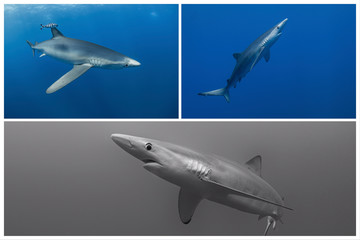 Blue shark-Requin bleu (prionace glauca)