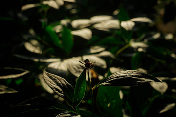 Multicolored flowers in the garden, in the country, in the garden