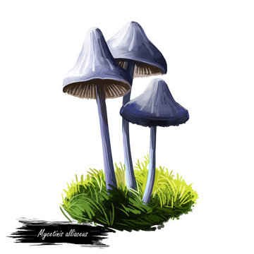 Mycetinis alliaceus mushroom digital art illustration. Marasmius garlic parachute type of vegetable, natural organic plant realistic drawing with inscription. Watercolor print of nature veggie.