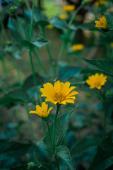 Multicolored flowers in the garden, in the country, in the garden