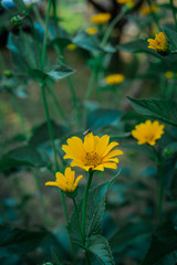 Multicolored flowers in the garden, in the country, in the garden