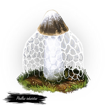 Phallus indusiatus mushroom digital art illustration. Bamboo fungus watercolor print, Hymenophallus Dictyophora indusiata ingredient realistic drawing. Organic meal, natural vegetable food veggie