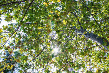 Tree and leafs in beautiful green nature garden, natural color background