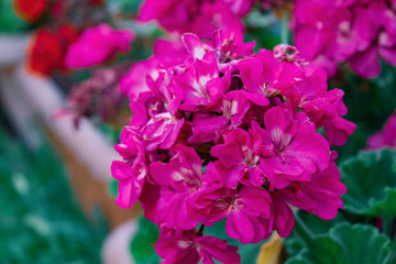 Beautiful flowers tree in a green nature garden background