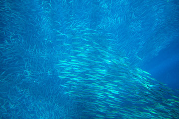 Sardines colony in blue sea. Open ocean fish closeup underwater photo. Undersea landscape. Sardine fish shoal in natural environment