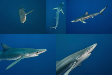 Blue shark-Requin bleu (prionace glauca)