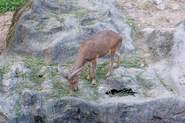 Deer in the zoo of Thailand