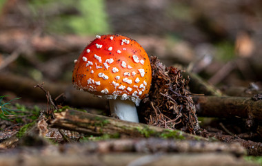 Fliegenpilz im Wald, Giftiger Pilz Close Up Detail Copy Space