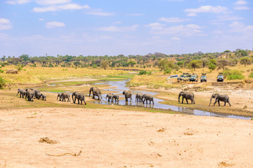 Family of elephants and lions at waterhole in Tarangire national park, Tanzania - Safari in Africa