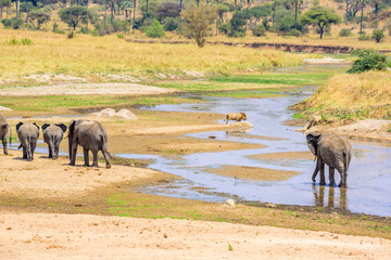 Fototapeta na wymiar Family of elephants and lions at waterhole in Tarangire national park, Tanzania - Safari in Africa