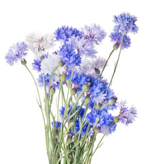 Fototapeta premium bunch of blue cornflowers isolated on white