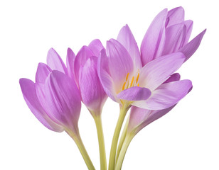 Fototapeta premium light lilac crocus five flowers bunch on white