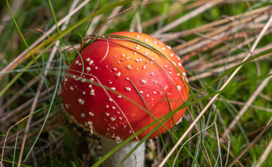 Fliegenpilz im Wald, Giftiger Pilz Close Up Detail Copy Space
