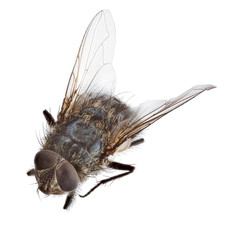 isolated grey small fly