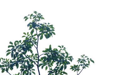Tropical tree leaves on white isolated background for green foliage backdrop 