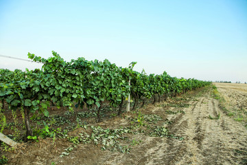 Fototapeta na wymiar Vineyards growing in field
